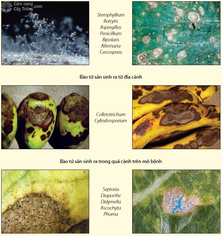 Sự hình thành bào tử trên lá của nhiều nấm bệnh khác nhau