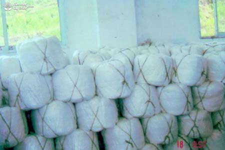 Xơ bông sản xuất từ vỏ cây gai Rami