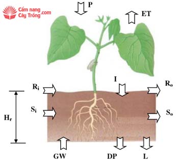 Các thông số trong phương trình cân bằng nước vùng rễ cây