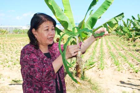 TS. Nguyễn Thị Ngọc Trâm bên vườn thực nghiệm trồng cây Trinh nữ hoàng cung.