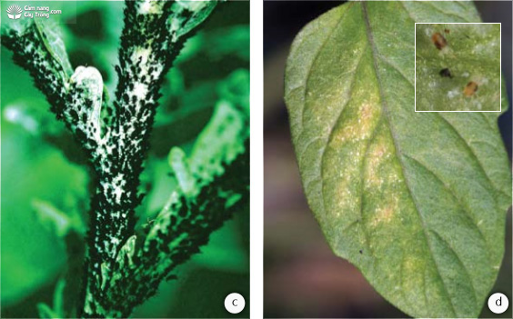 (c) rệp gây hại, (d) lá có màu đồng thau điển hình do nhện chích hút ở mặt dưới của lá (hình trong)