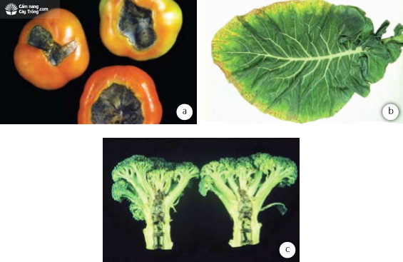 Thiếu dinh dưỡng gây ra các triệu chứng giống bệnh: (a) thối cuống quả do thiếu canxi ở cây cà chua, (b) thiếu kali ở câyhọ thập tự, (c) thiếu boron ở cây súp lơ xanh