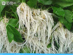 Transplantone có tác dụng kích thích ra rễ cực mạnh 生根粉