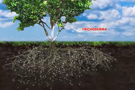 Hoạt động của nấm Trichoderma đối với bộ rễ cây trồng