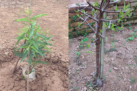 Cây đào mới được trồng và phát triển sau một thời gian chăm sóc