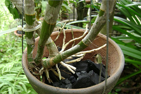 Đối với lan đa thân thường phân nhánh mạnh, phát triển theo chiều ngang, nên trồng lan con ở mép chậu và hướng cây phát triển vào giữa chậu