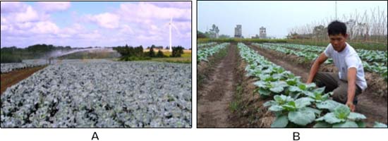 (A) Sử dụng nguồn nước không bị ô nhiễm để tưới cải bắp; (B) Làm sạch cỏ cho ruộng cải bắp.