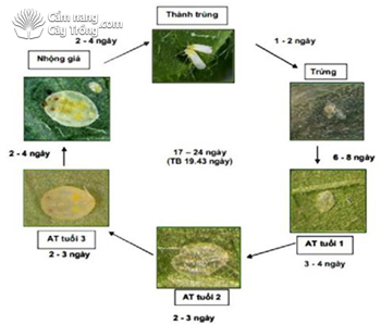 Vòng đời bọ phấn Bemisia myricae