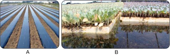 (A) Áp dụng Poly-Etylen phủ đất (màng phủ nông nghiệp); (B) Nông dân xử lý rễ cây con bằng thuốc hóa học trước khi trồng.