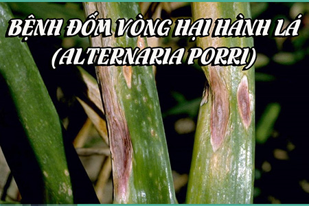 Bệnh đốm vòng hại hành lá (Alternaria porri)