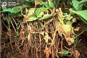 Bệnh cháy nhũn lá do nấm trên cây đậu tương (Rhizoctonia solani)