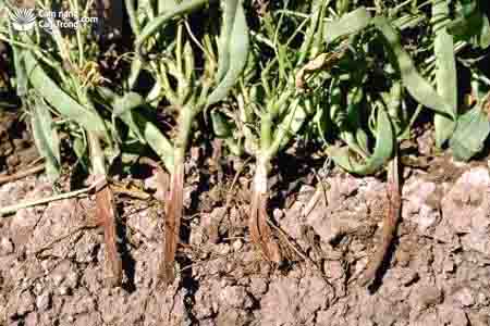 Rễ cây đậu tương bị bệnh héo rũ(Fusarium orthoceras Appel và Wr., F. oxysporum f. sp. glycines)