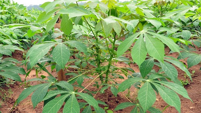 Cây sắn được trồng ở hầu khắp các vuufng miền tại Việt Nam
