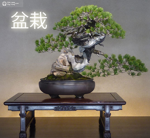 Bonsai (盆栽) có nghĩa là cây con trồng trong chậu