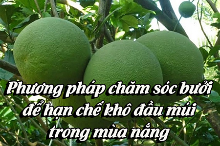 Phương pháp chăm sóc bưởi để hạn chế khô đầu múi trong mùa nắng