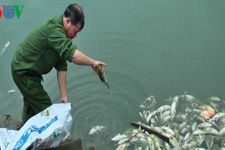 Cá chết do nhiễm độc nước thải.