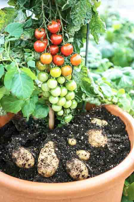 Củ khoai tây, quả cà chua, chuyện lạ, phương pháp ghép cà chua khoai tây 1