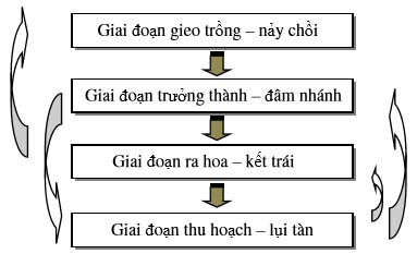 Các giai đoạn phát triển của cây trồng