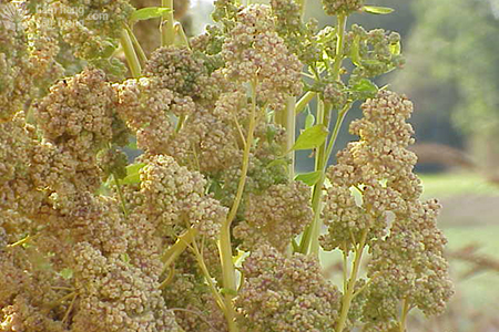 Cây diêm mạch, cây chịu mặn Chenopodium quinoa