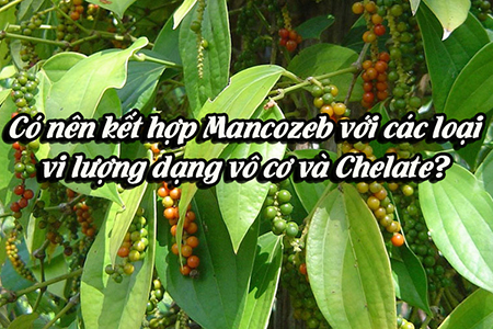 Có nên kết hợp Mancozeb với các loại vi lượng dạng vô cơ và Chelate?