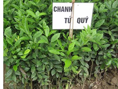 Giống chanh tứ quý