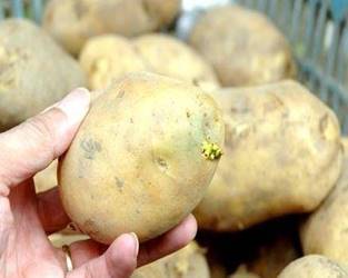 Củ khoai tây quá trẻ sinh hóa