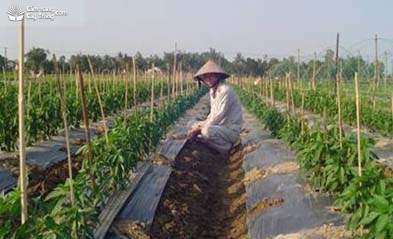 Kỹ thuật đặt ớt trồng có màng phủ nông nghiệp