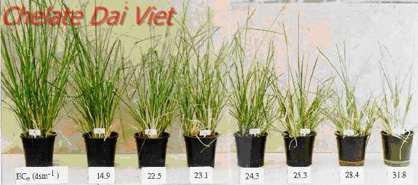Độ mặn ảnh hưởng đến sự phát triển của cây lúa