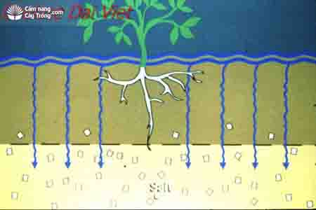Các biện pháp giảm độ mặn của đất  - cẩm nang cây trồng