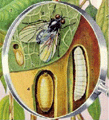 Giòi (dòi) đục thân đậu (Ophiomyia phaseoli Tryon, Melanagromyza sojae Zehntner)