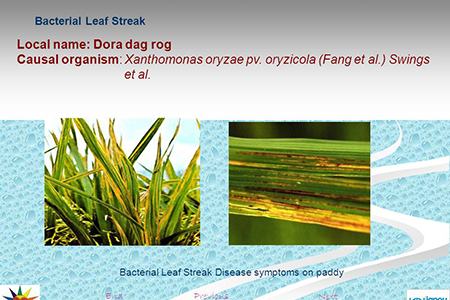 đốm sọc vi khuẩn lá lúa cẩm nang cây trồng