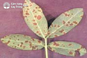 Triệu chứng bệnh đốm lá trên cây họ đậu và biện pháp phòng trị
