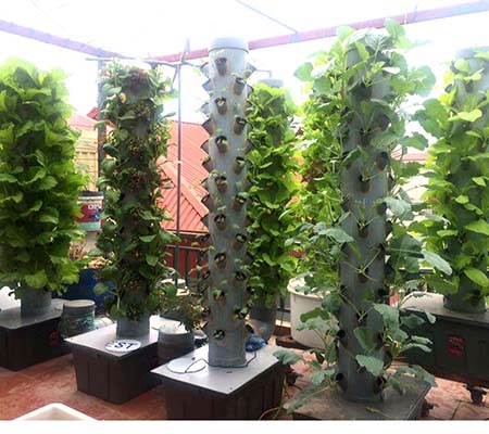 Mô hình trồng rau khí canh trên cột nhựa