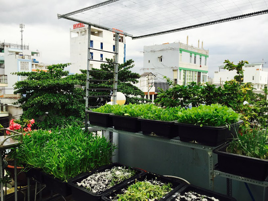 Vườn rau trên sân thượng của hotgirl Sài Thành