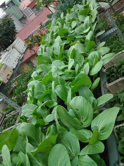 Kỹ thuật trồng cây rau trên sân thượng