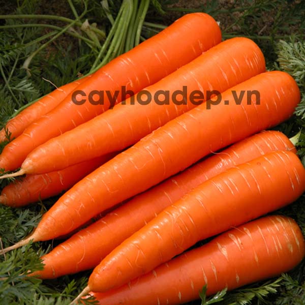 Cà rốt củ to, màu sắc đẹp, hàm lượng dinh dưỡng cao