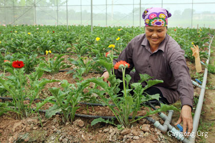 kỹ thuật trồng và chăm sóc hoa đồng tiền