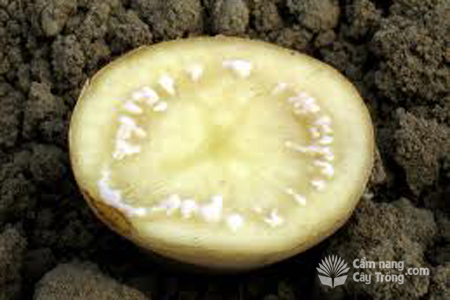 bệnh héo xanh Pseudomonas solanacearum trên cây khoai tây 3