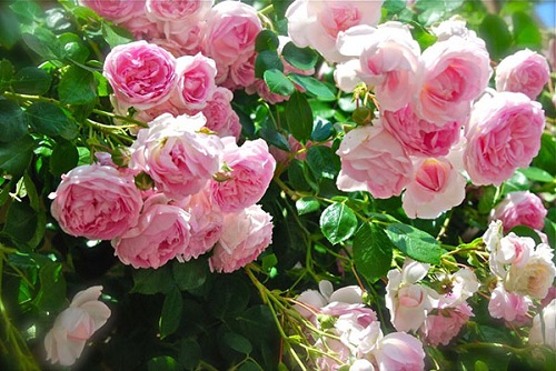 Cây hoa hồng leo được chăm sóc đúng kỹ thuật ra rất nhiều hoa