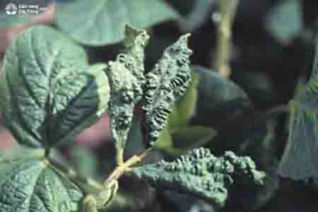 Bệnh khảm, khảm vỏ hạt đậu tương (soybean mosaic virus) trên lá