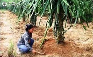 Phủ gốc cây thanh long trưởng thành tại Bình Thuận bằng bột xơ dừa