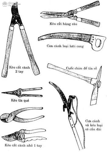 Một số dụng cụ dùng để cắt tỉa