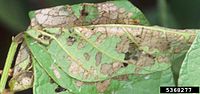 Sâu cuốn lá Lamprosema indicata hại đậu tương (đậu nành) lá bị hại