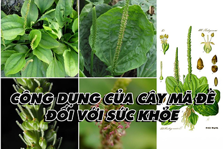 Công dụng của cây mã đề đối với sức khỏe