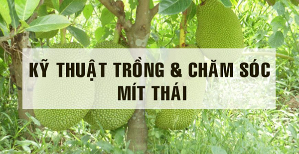 Kỹ thuật trồng và chăm sóc mít thái