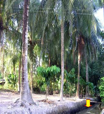 Mương nước trong vườn ca cao xen dừa