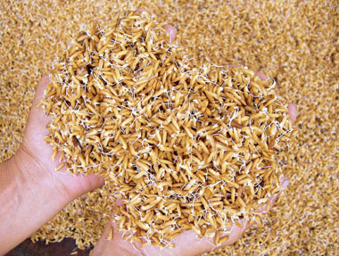 sử dụng chất kích thích trong ngâm ủ hạt giống