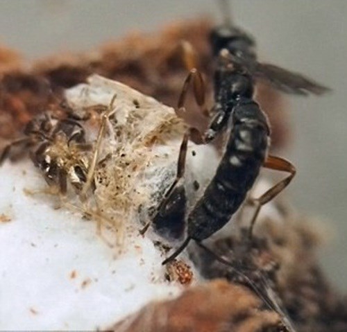 Ong bắp cày đẻ trứng ký sinh vào nhện