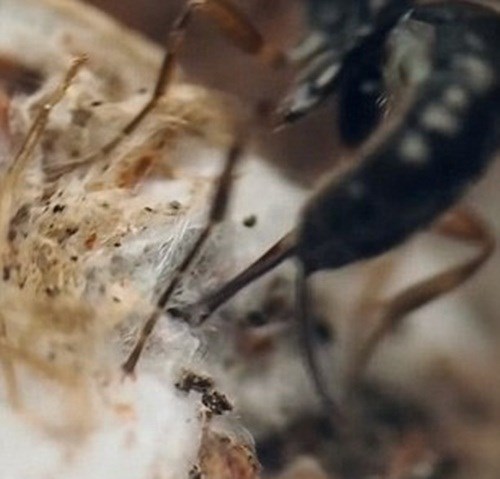 Ong bắp cày đẻ trứng ký sinh vào nhện