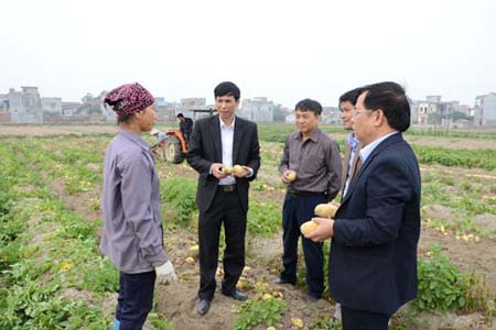Các đại biểu tham quan mô hình sử dụng phân bón Silic trong sản xuất khoai tây tại xã Bằng An (Quế Võ).